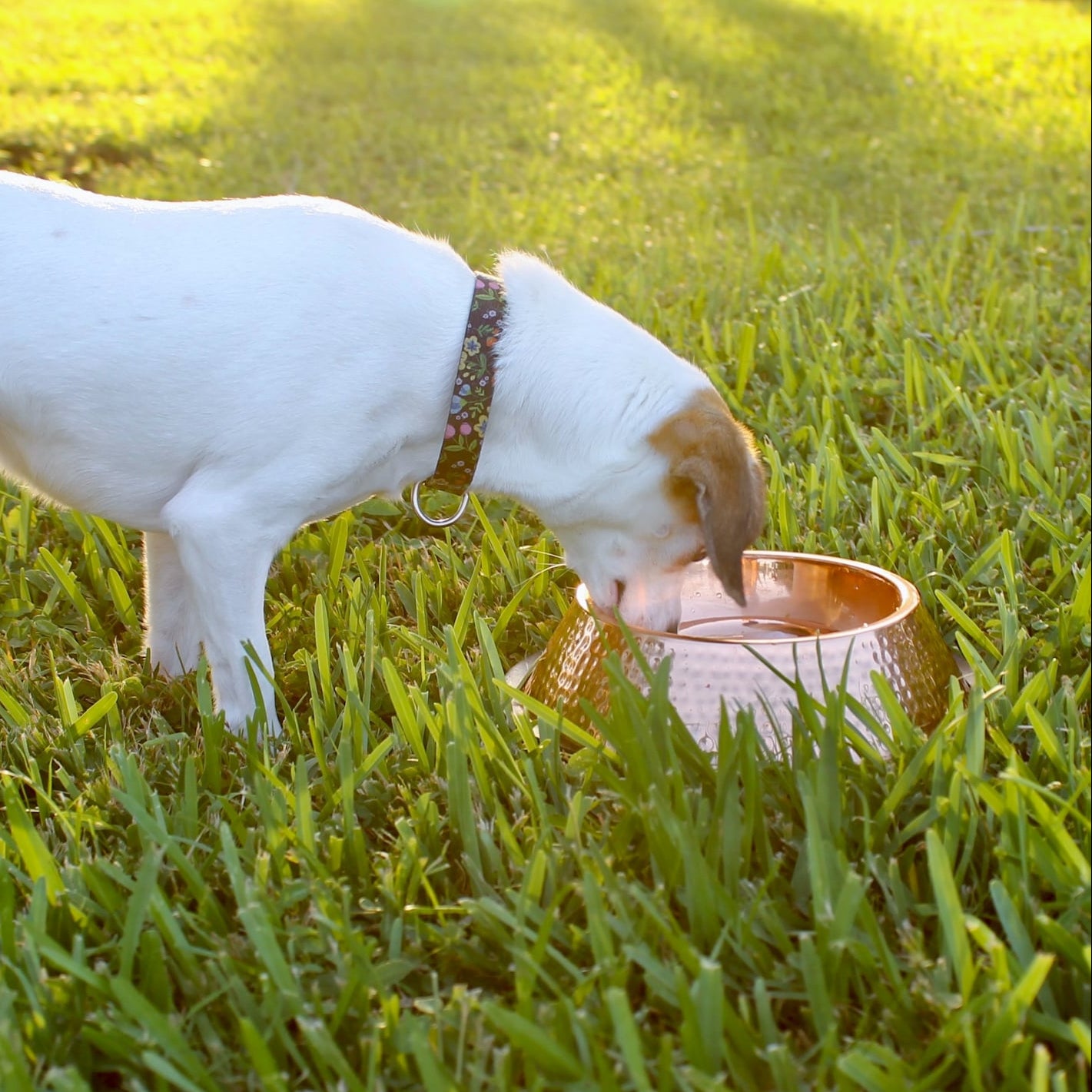 Dog drinking water from a copper bowl in a grassy field